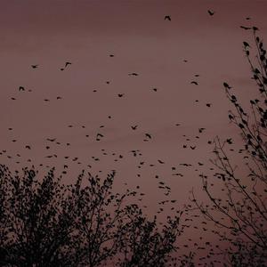 500部大龄熟乱视频
